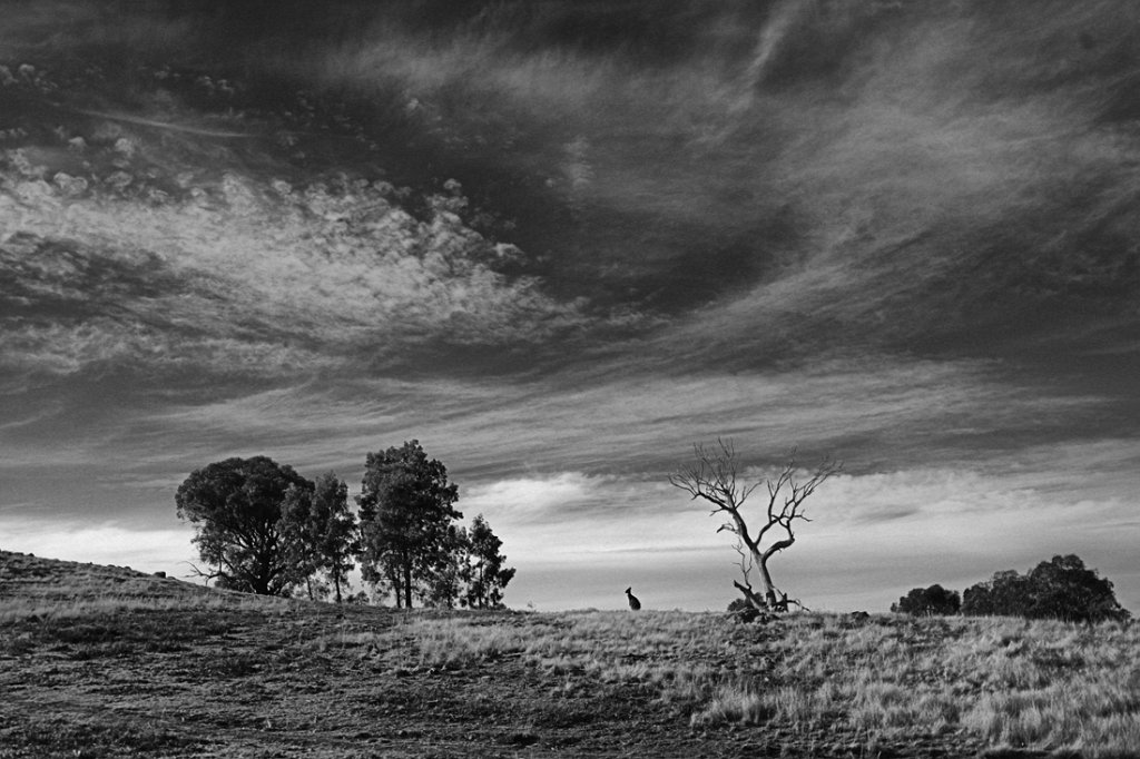 hadr roo landscape.jpg